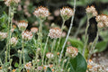 100 Seeds Prairie Pussytoes Antennaria neglecta Native Groundcover