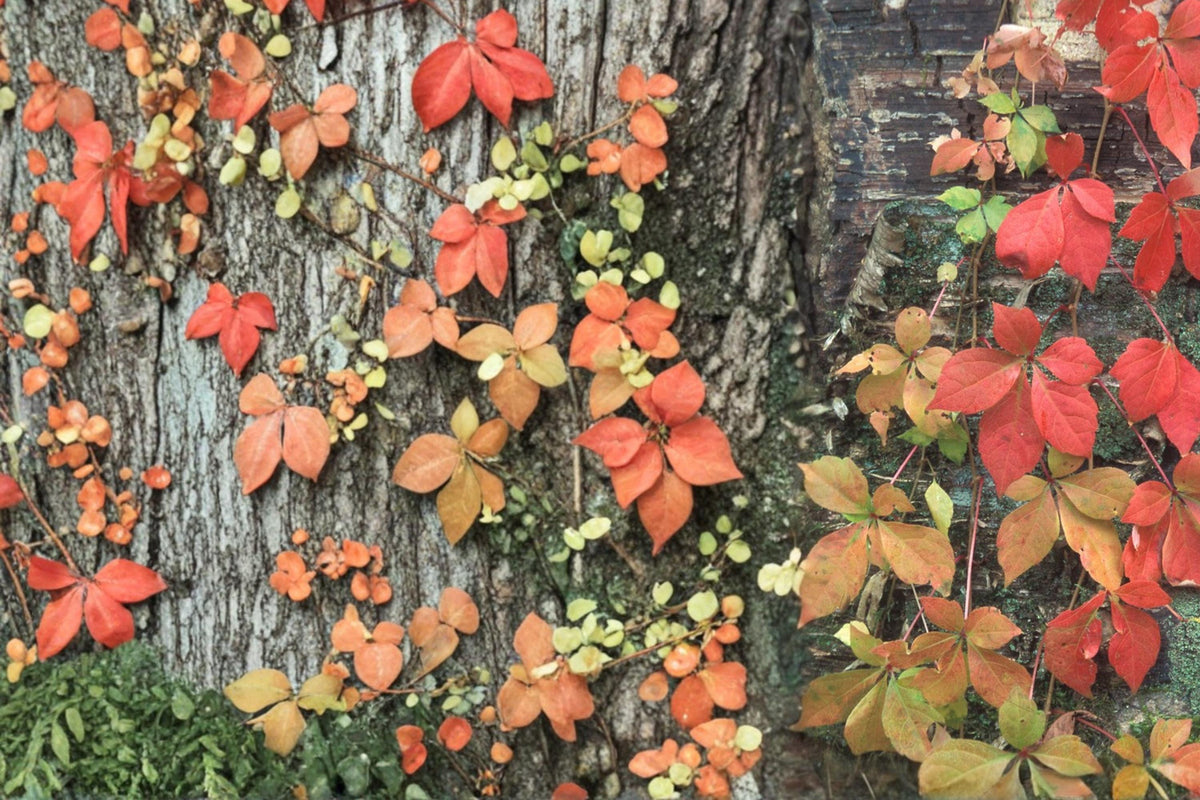 10 Seeds Virginia Creeper Parthenocissus quinquefolia Ornamental Climbing Vine