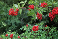 30 Seeds Red Elderberry Sambucus racemosa Shrub