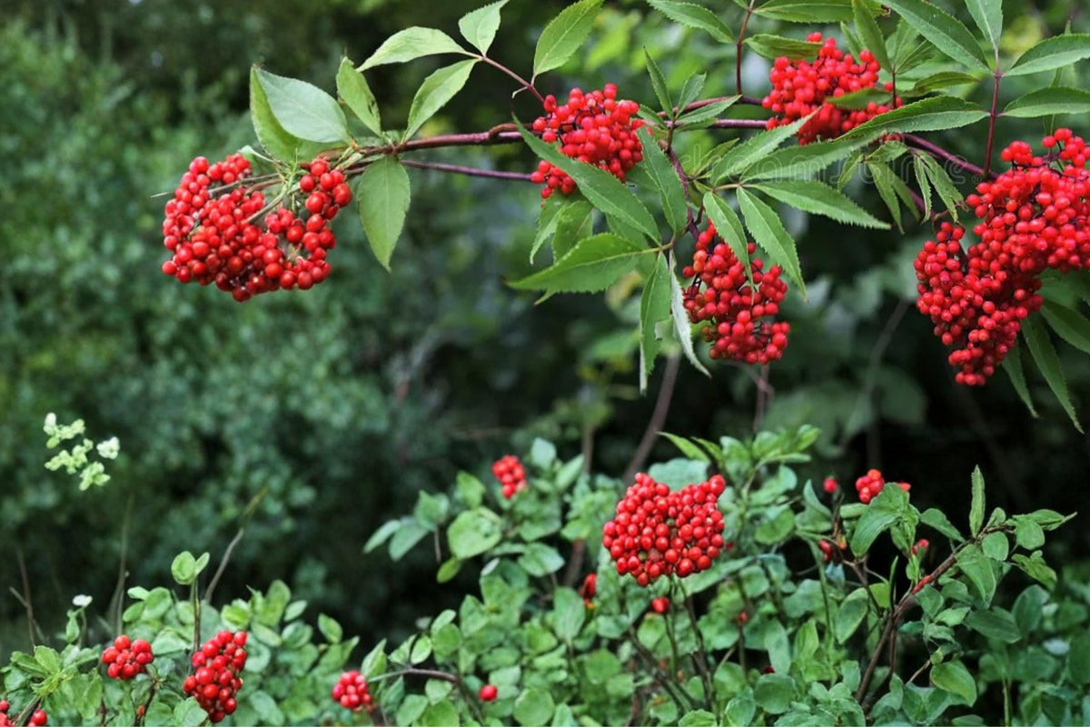 30 Seeds Red Elderberry Sambucus racemosa Shrub
