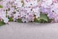 25 Seeds Early Lilac Syringa oblata Fragrant Purple Blooms Hardy Shrub