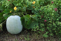 10 Seeds Winter Melon Round Benincasa hispida