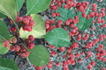 25 Seeds Kurogane Holly Ilex rotunda Evergreen Ornamental Tree Shrub
