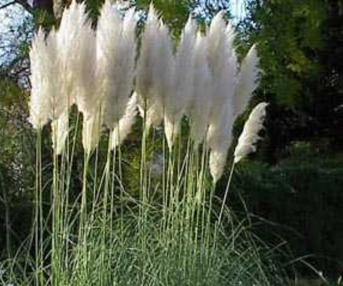 White Pampas Grass - 3 Plugs Live Plant - Cortaderia Selloana Ornamenta Tall Perennial