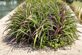 500 Seeds Purpletop Grass Tridens flavus Ornamental Native Warm Season