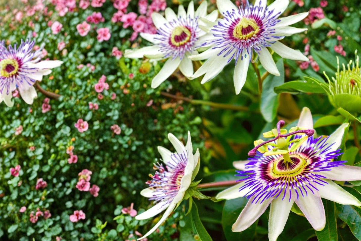50 Seeds Passion Flower Passiflora caerulea Blue Crown Perennial Vine