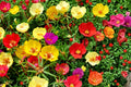 100 Seeds Moss Rose Portulaca grandiflora Low Growing Annual Flower
