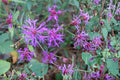 100 Seeds Narrow Leaf Ironweed Vernonia angustifolia Native Wildflower