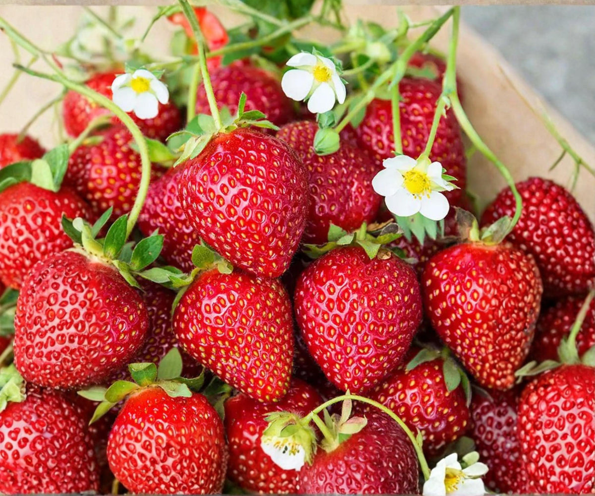 Ozark Beauty Strawberry Plants – 25 Bare Root Everbearer Live Plants for Sweet Fruit