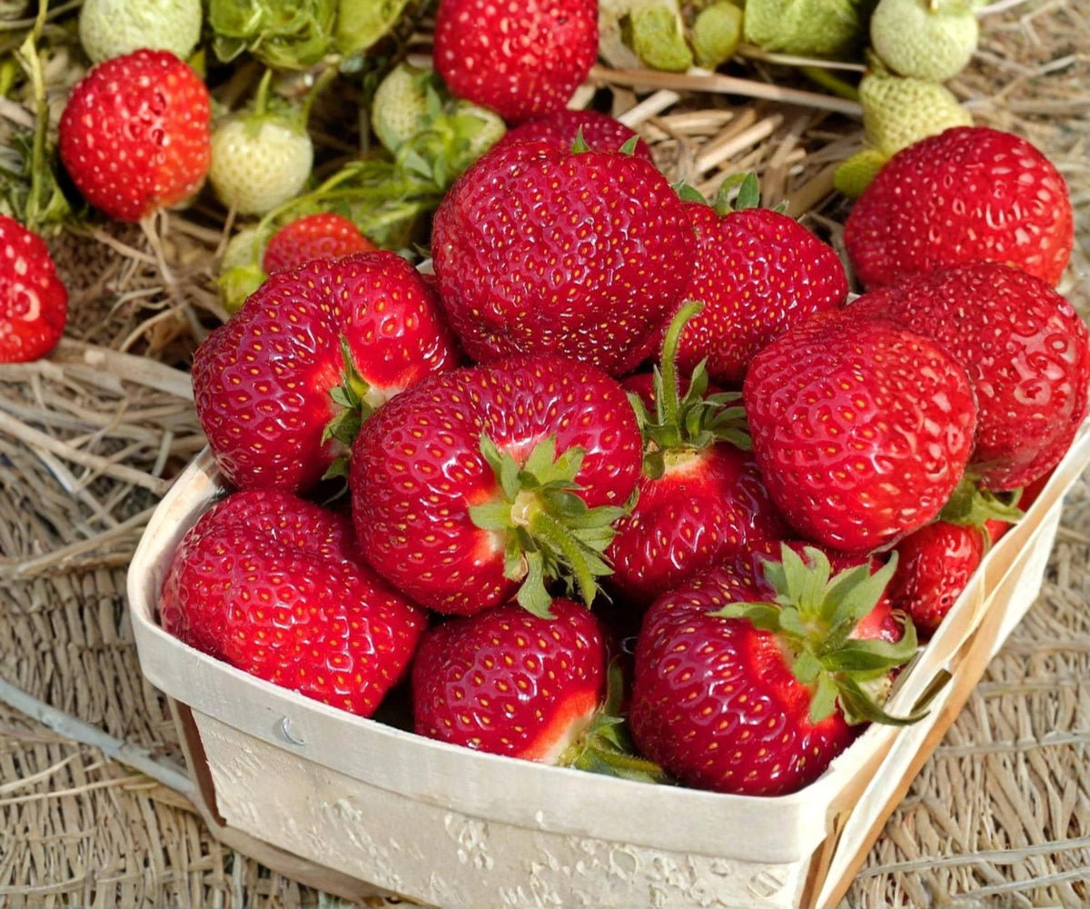 Honeoye Strawberry Plants – 25 Bare Root Live Plants, June Bearing Sweet Fruit