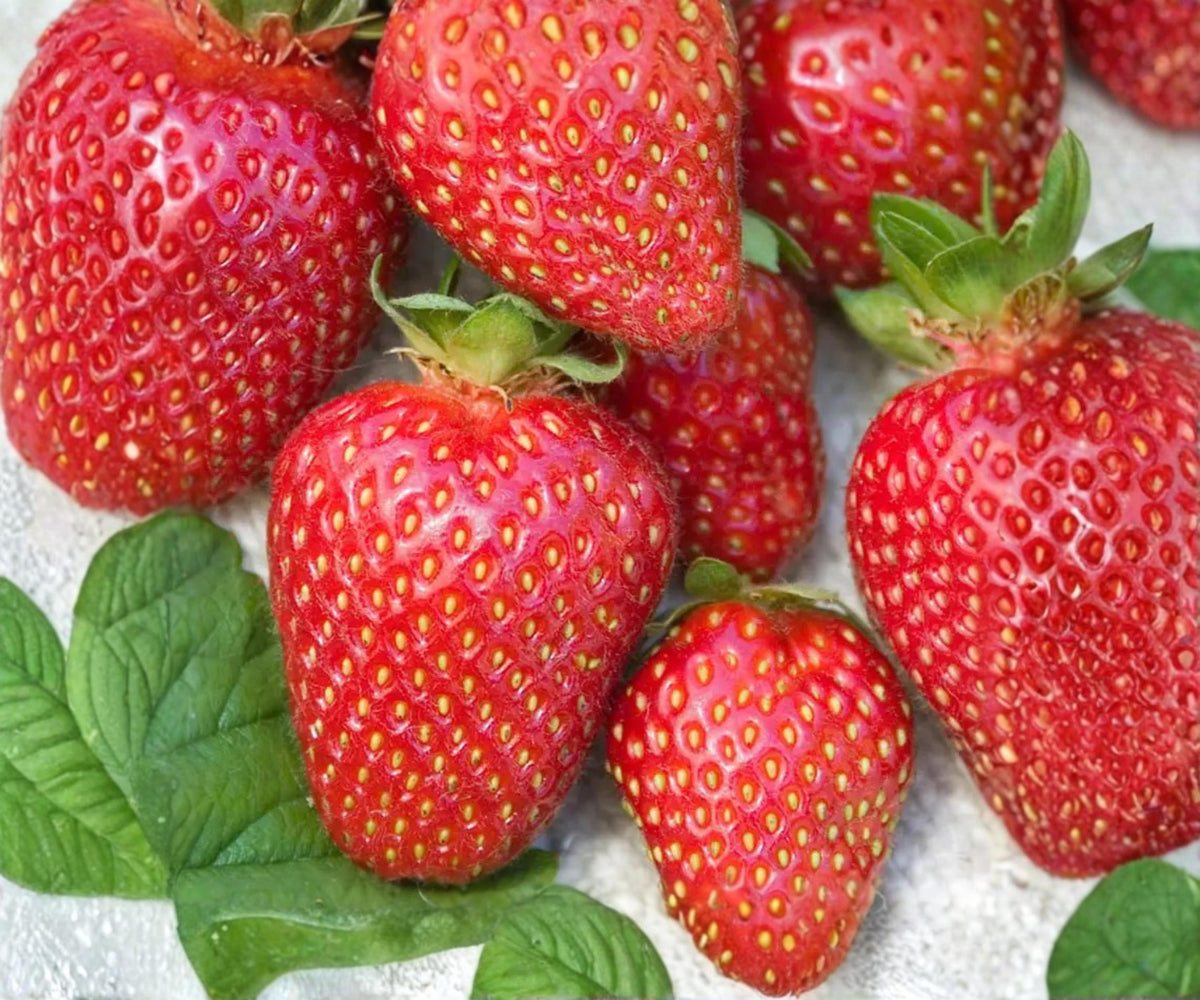 Allstar Strawberry Plants – 10 Bare Root Live Plants, June Bearing Sweet Fruit