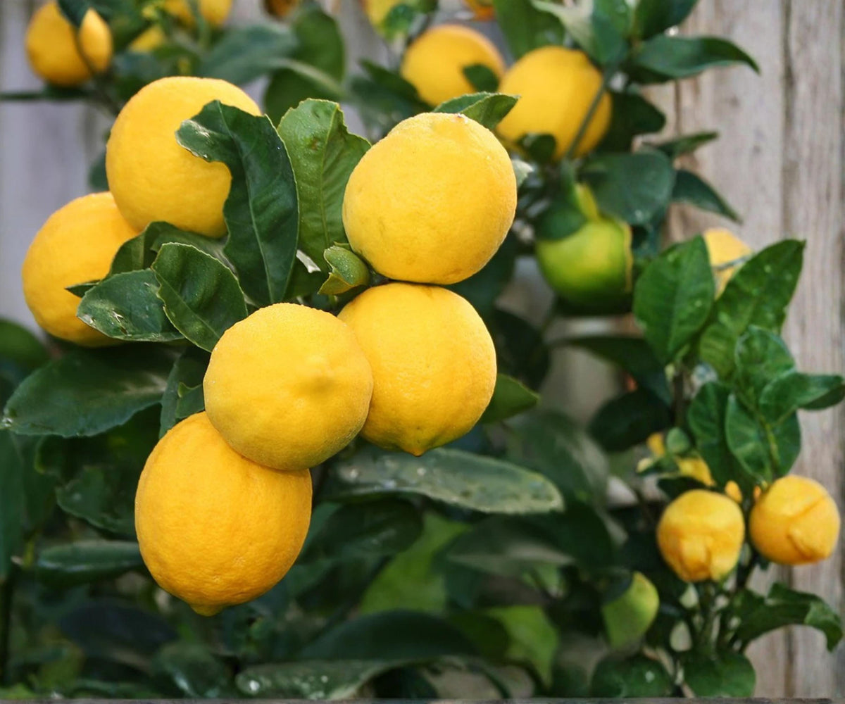 Meyer Lemon Tree Live Plant 1 Gallon Pot – Indoor Outdoor Citrus Fruit Garden