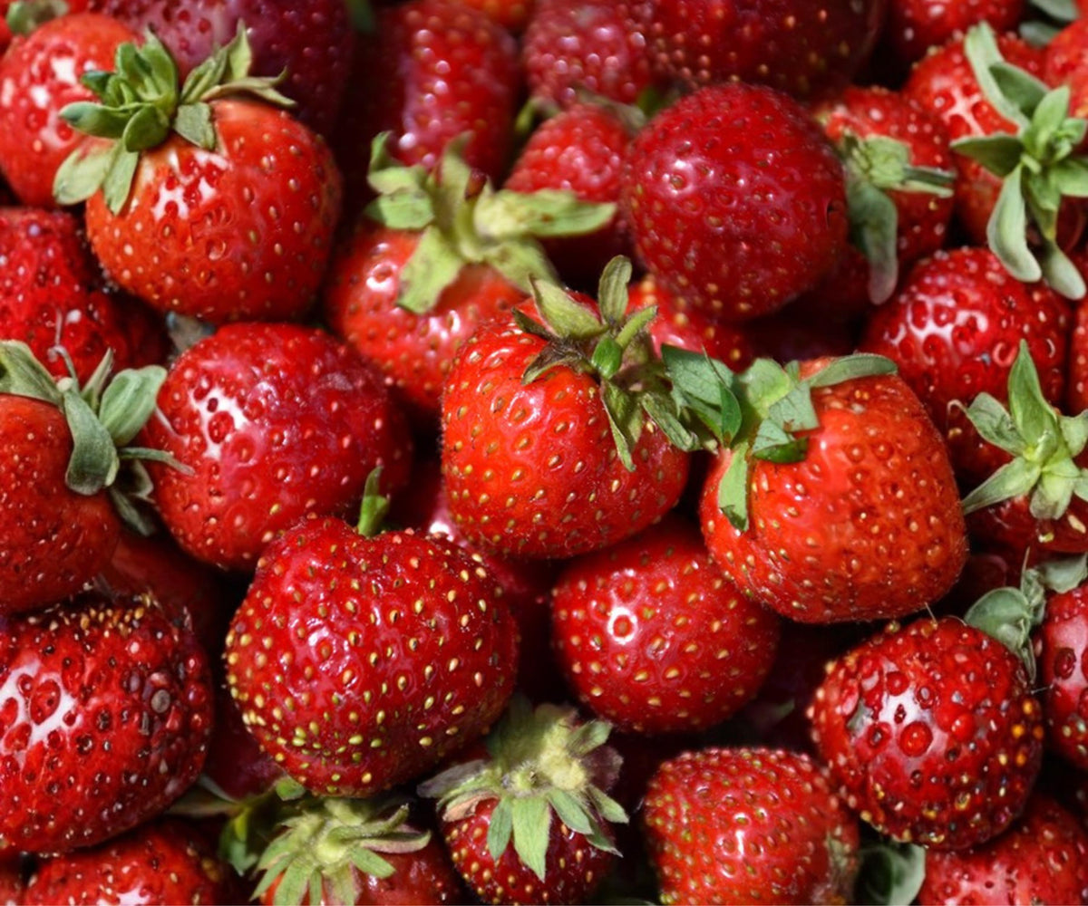Quinault Strawberry Plants – 10 Bare Root Everbearing Strawberry Plants for Sale