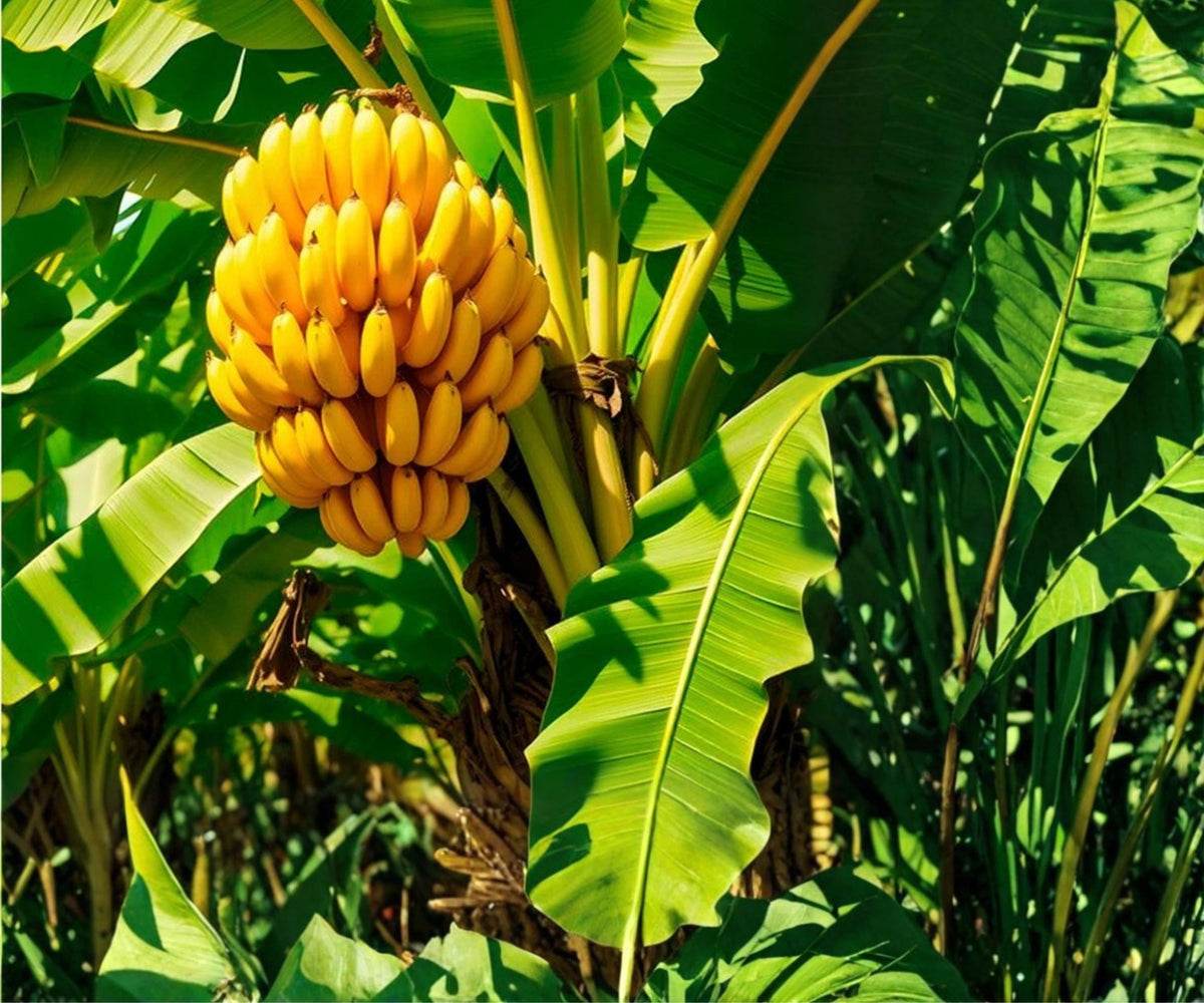 Dwarf Cavendish Banana Tree Live Plants Set of 4 – Fast Growing Tropical for Indoor Outdoor