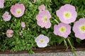 100 Seeds Showy Evening Primrose Oenothera speciosa Pink Wildflower Groundcover