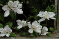 10 Seeds White Orchid Tree Bauhinia variegata var. candida