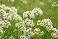 100 Seeds Anise Pimpinella anisum Herbal Culinary Aromatic Annual