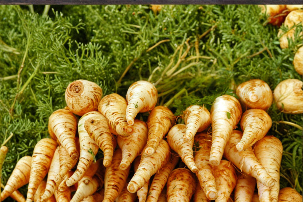 100 Seeds Harris Early Parsnip Pastinaca sativa Heirloom