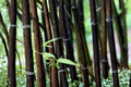 100 Seeds Black Bamboo Phyllostachys nigra Privacy Screen Living Fence