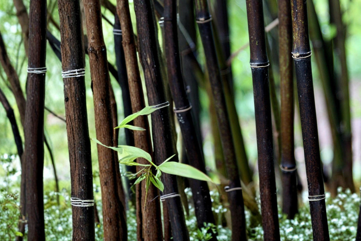 100 Seeds Black Bamboo Phyllostachys nigra Privacy Screen Living Fence