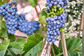 50 Seeds Wine Grape Vine Vitis vinifera