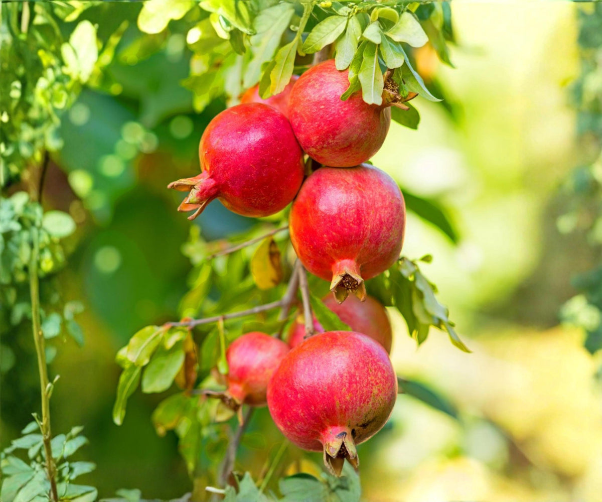Pomegranate Live Plants Set of 4 Fruit Trees Starter for Outdoor Garden