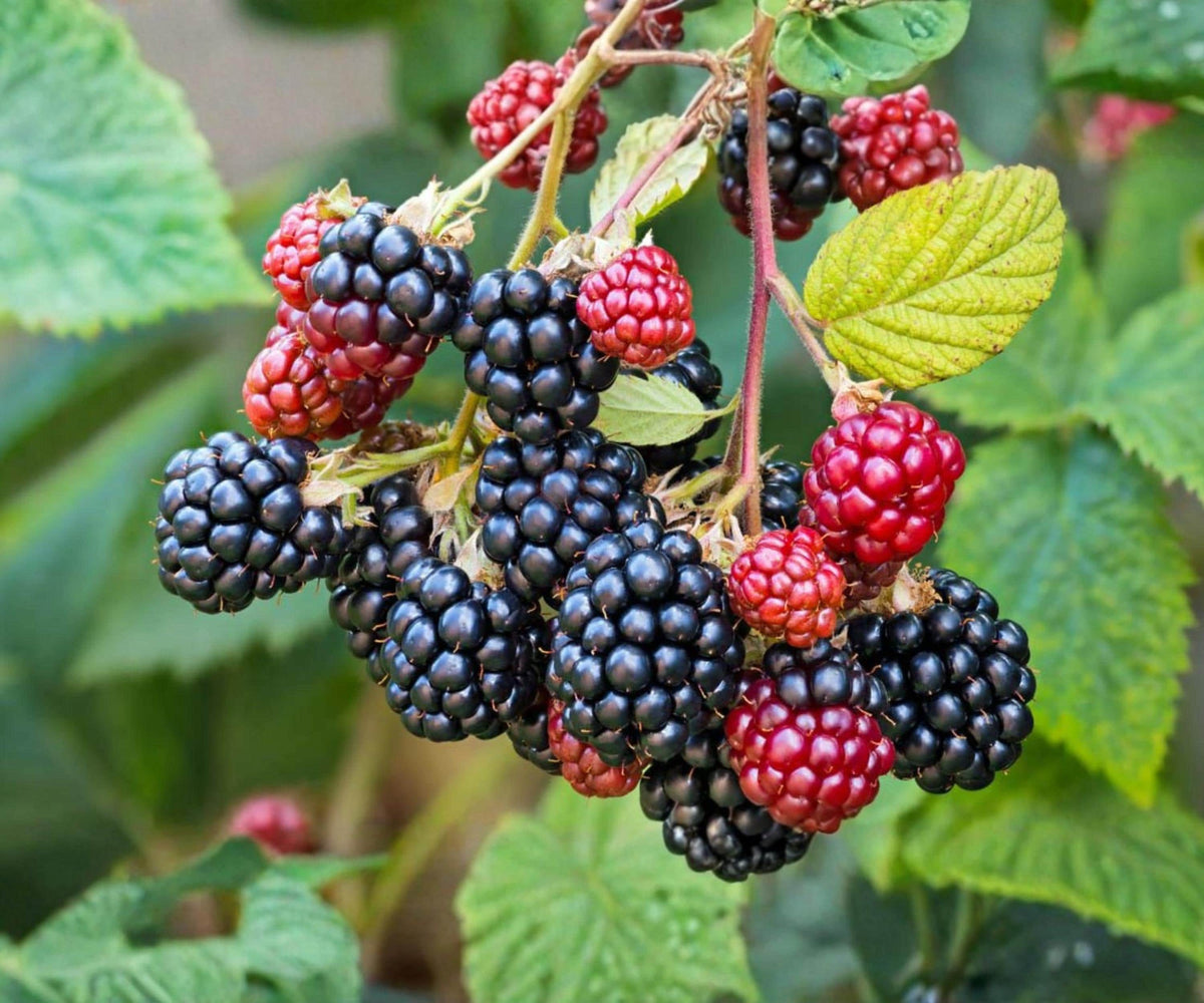 Blackberry Live Plants Set of 4 Starter Fruit Bushes for Outdoor Garden