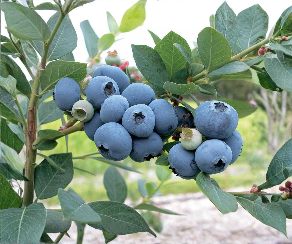 Biloxi Blueberry Live Plants Set of 4 Starter Bushes for Sweet Fruit