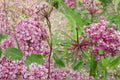 15 Seeds Rose Milkweed Asclepias incarnata Swamp Milkweed Native Perennial Pink Blooms