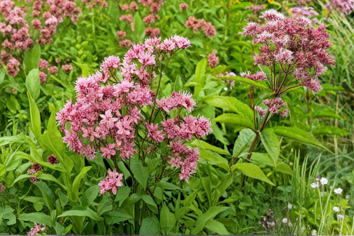 100 Seeds Purple Joe Pye Weed Eutrochium purpureum Native Wildflower Pollinator Garden