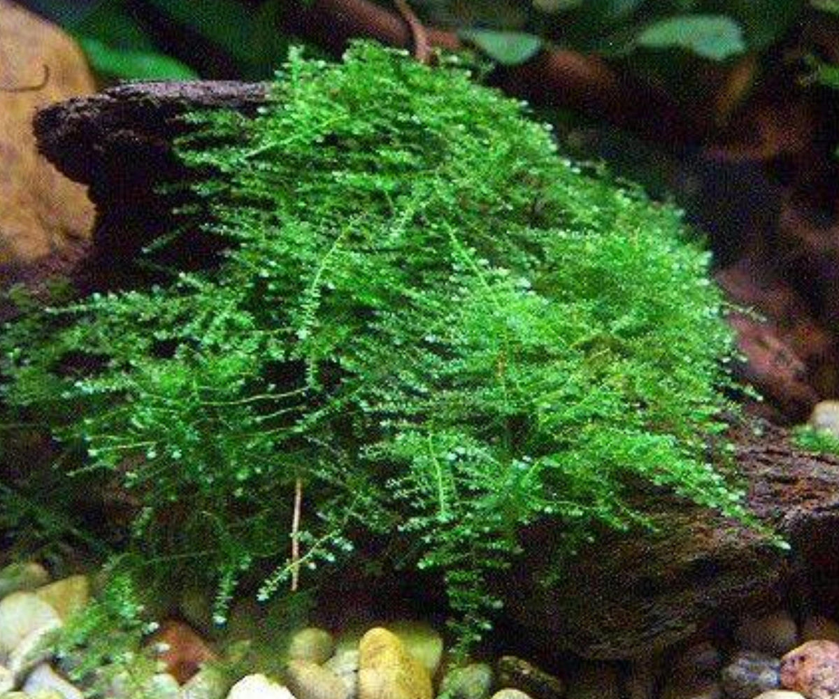 Vesicularia Montagnei Christmas Moss Live Aquarium Plant for Freshwater Shrimp Terrarium