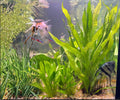 Java Fern Live Aquarium Plants 3 Pack Bare Root Freshwater Beginner Easy Care