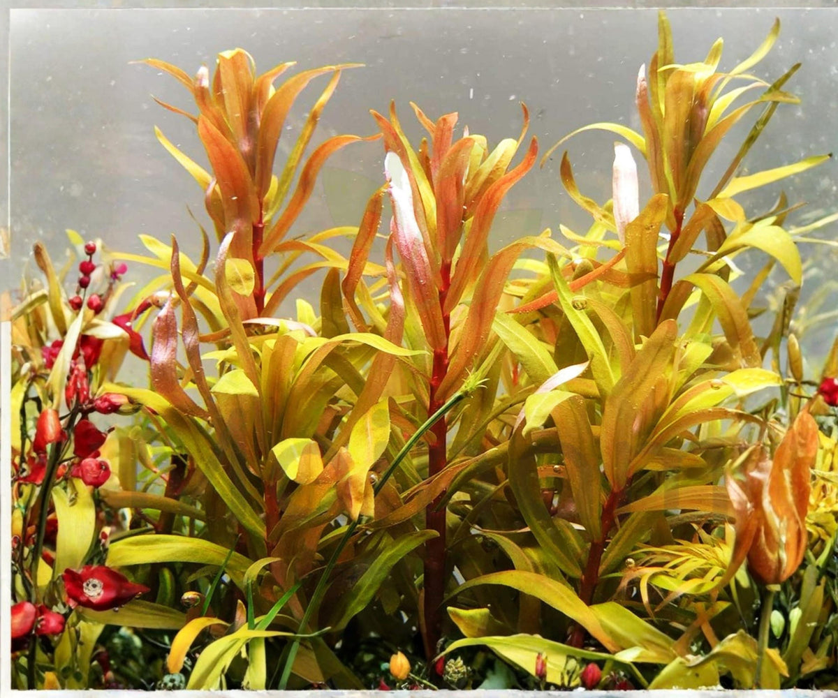 Nesaea Pedicellata Golden Live Aquarium Plant – Freshwater Red Stem Background Aquascape