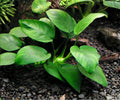 Anubias Barteri Live Aquarium Plant – Low Light Freshwater Rhizome for Easy Aquascaping