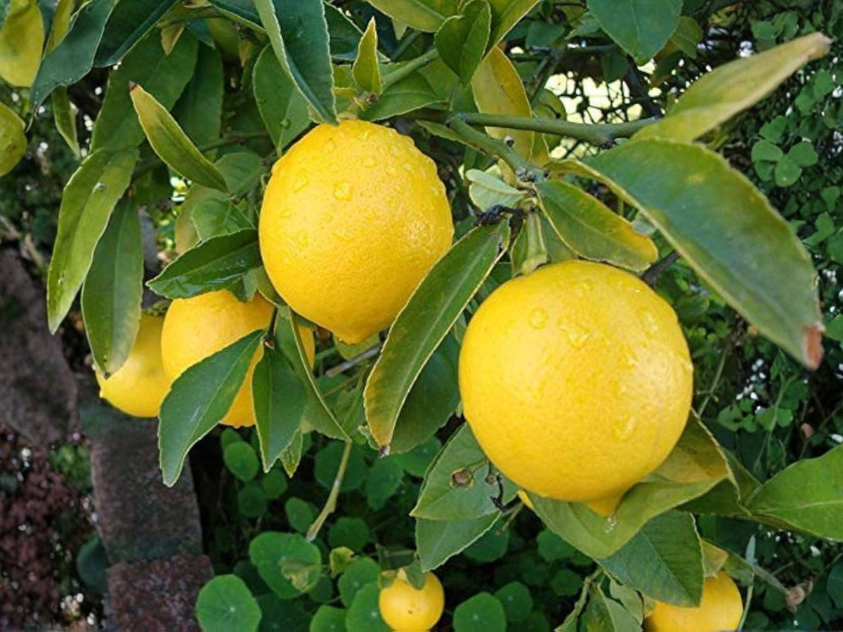1 Hardy Lemon Tree – Cold-Tolerant Citrus Seedling with Edible Fruit & Fragrant Blossoms, 6-Inch Plant