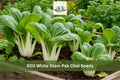 500 White Stem Pak Choi Seeds