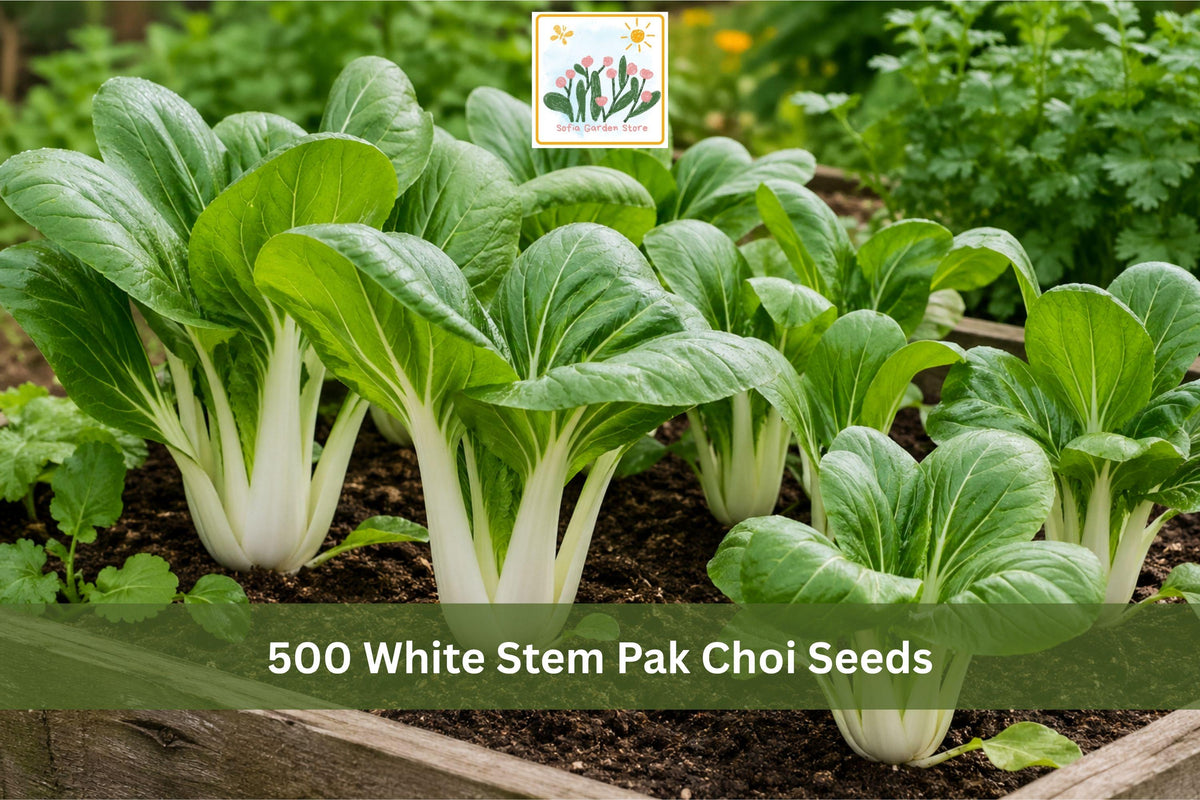500 White Stem Pak Choi Seeds