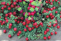 100 Seeds American Cranberry Vaccinium macrocarpon Hardy Groundcover Fruit