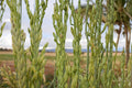 1/2 Pound Barley Seeds Hordeum vulgare