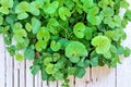 50 Seeds Gotu Kola Centella asiatica