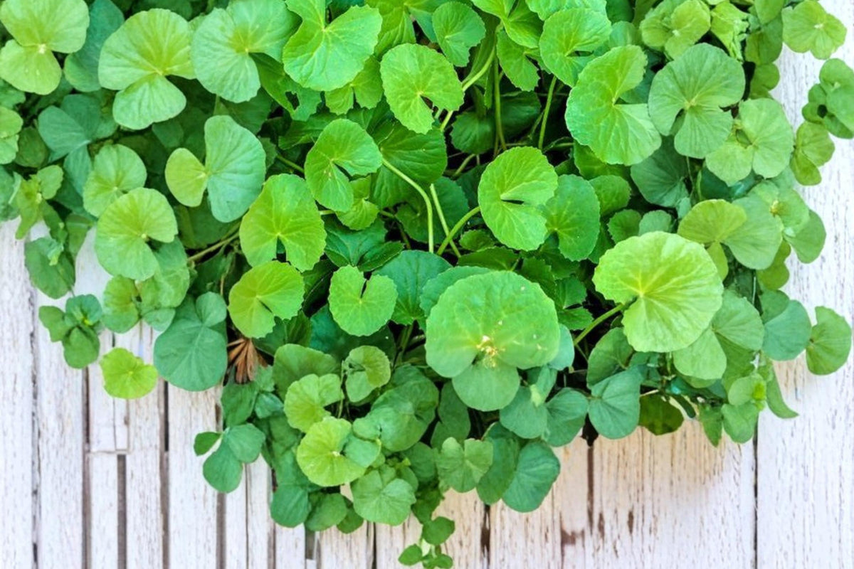 50 Seeds Gotu Kola Centella asiatica