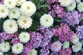 50 Seeds Zinnia Polar Bear Dahlia-Flowered White Zinnia elegans
