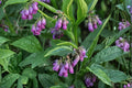 3 Rooted Cuttings Bocking 14 Comfrey Symphytum x uplandicum