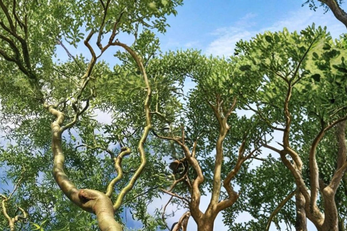 8 Corkscrew Willow Cuttings Salix matsudana Curly Branch Twisted