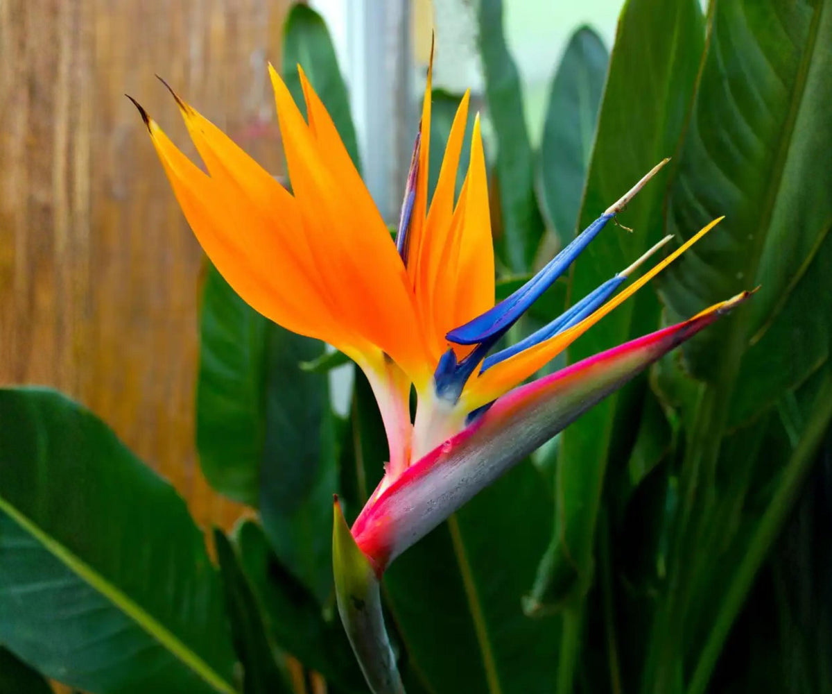 Orange Bird of Paradise Live Plants 4 Pack, 6-10 Inch Tropical Strelitzia