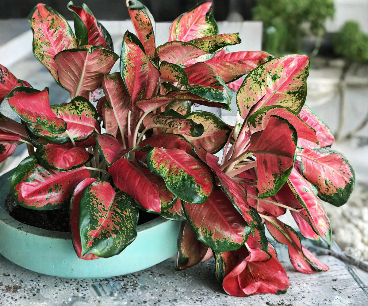 Aglaonema Live Plants 4 Pack – Chinese Evergreen Indoor Houseplants in 2 Inch Pots
