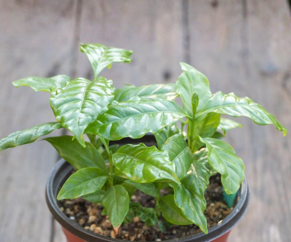 Arabica Coffee Plant Live 4 Pack – Indoor Outdoor Tropical Houseplant Starter Trees