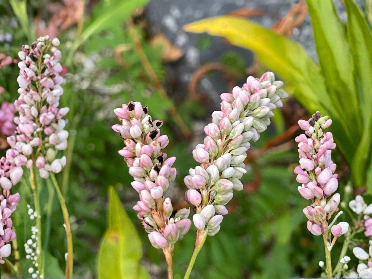 15 Seeds Persicaria pensylvanica Pinkweed Native Wildflower Heirloom Garden