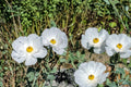 15 Seeds Prickly Poppy Argemone polyanthemos White Poppy Drought Tolerant Wildflower