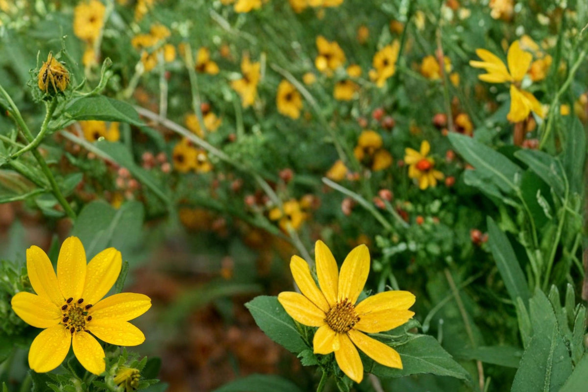 50 Seeds Engelmann Daisy Engelmannia peristenia Native Perennial Drought Tolerant Yellow Blooms